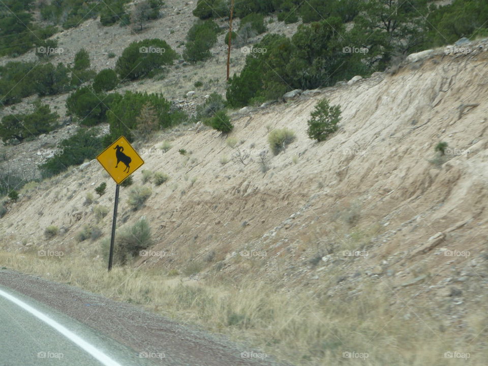 Watch for mountain goats 