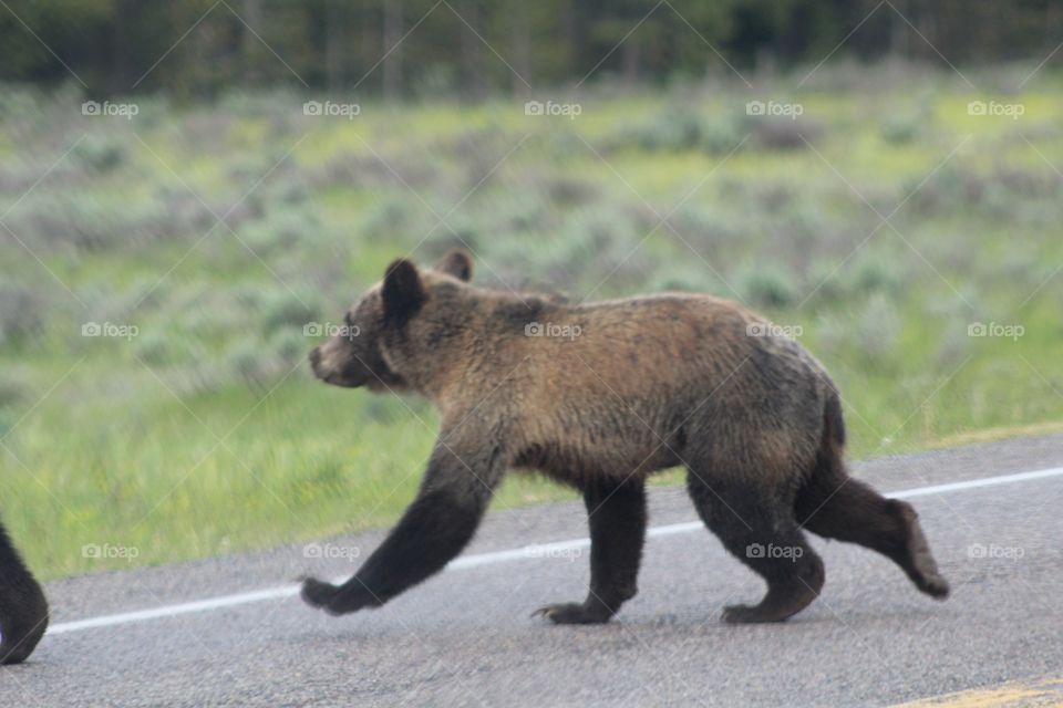 Bear cub running on road
