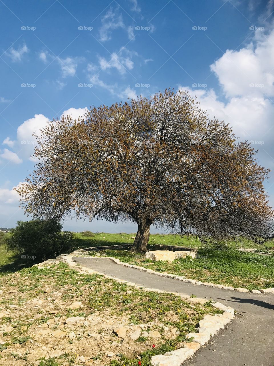 A beautiful tree in the golan heights .