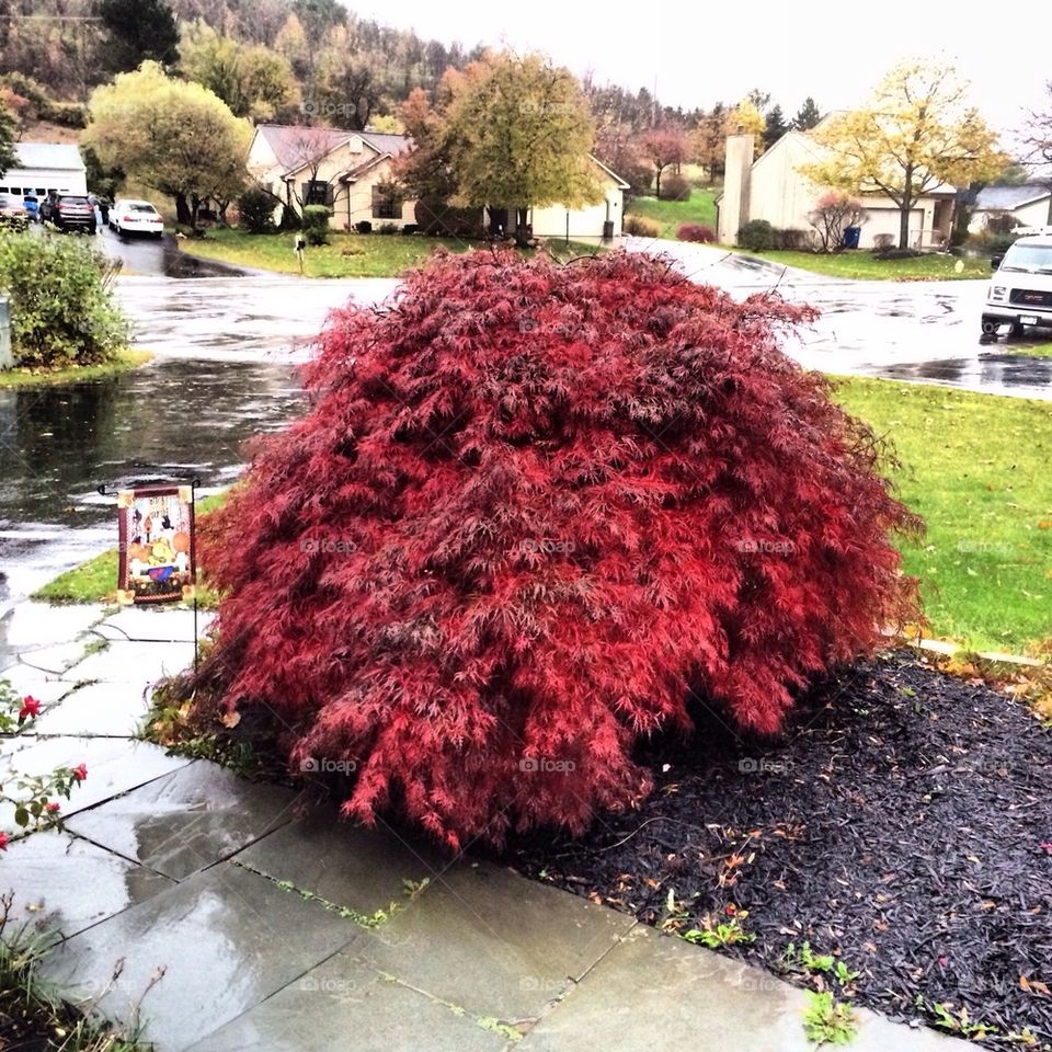 Japanese Maple Tree