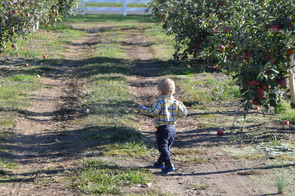 Apple Picking