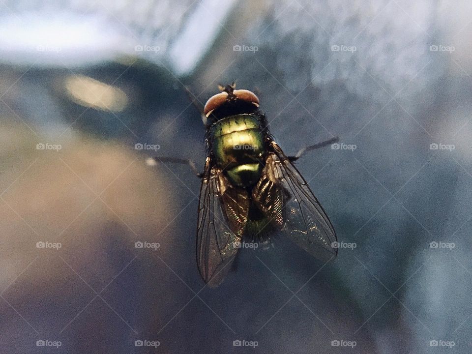 Green fly on blurry window macro photography