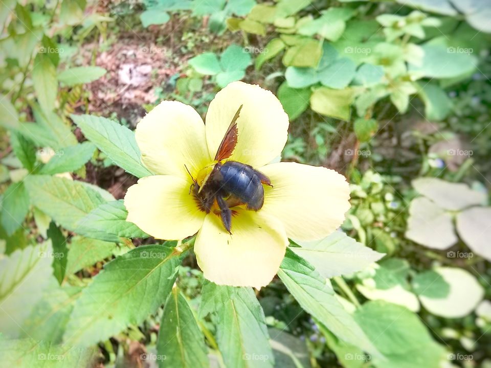 The beetle is sucking turnera subulata flower extract
