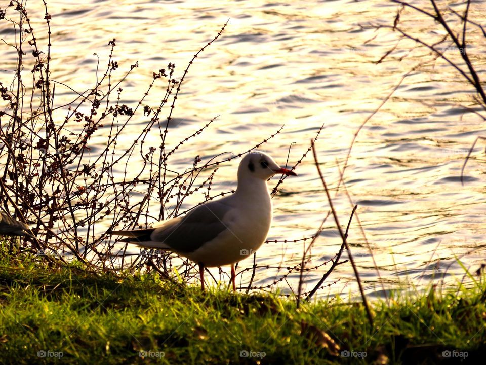 seagull in sunset