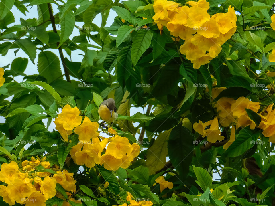 oleander plant with flower -beauty of yellow colour flowers on tree or plant with Green foliage leaves .main attraction is sunbird always sitting on this flower.
