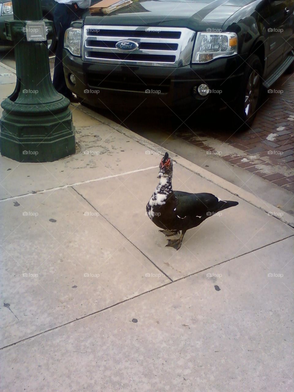 A cute black spotted Muscovy on a sidewalk downtown near a parked car and light fixture in 2012.