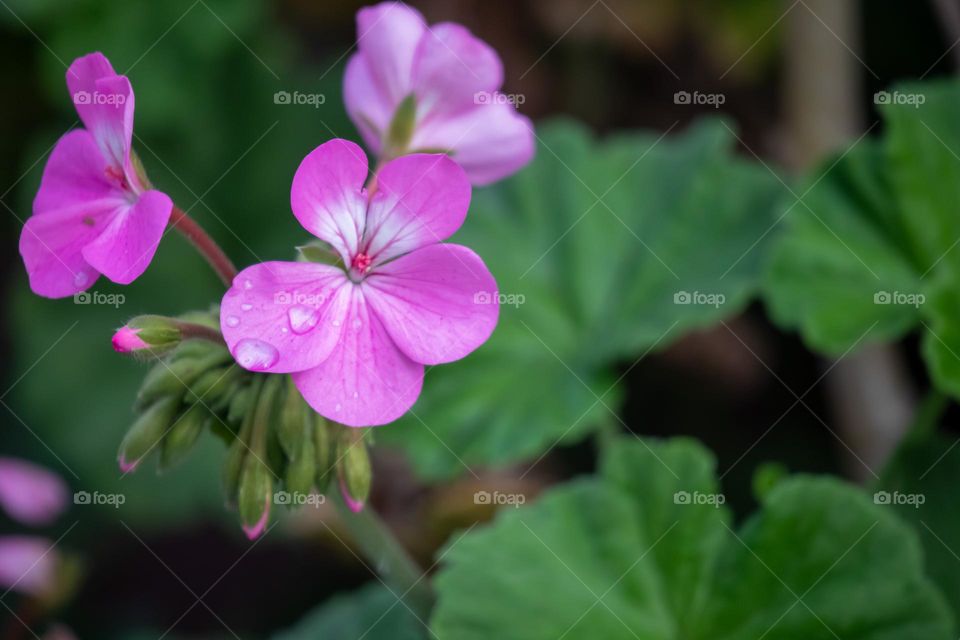 Two pink flowers 