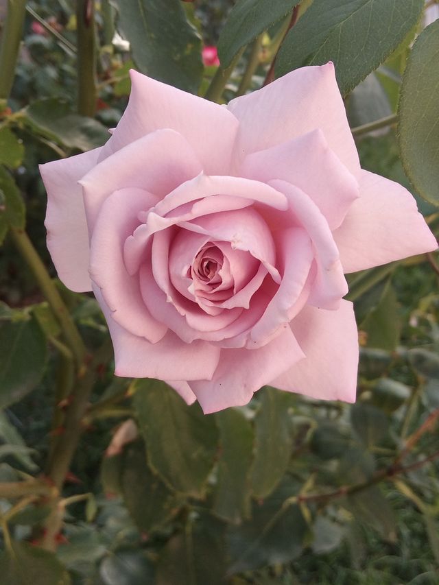 Rose in my garden