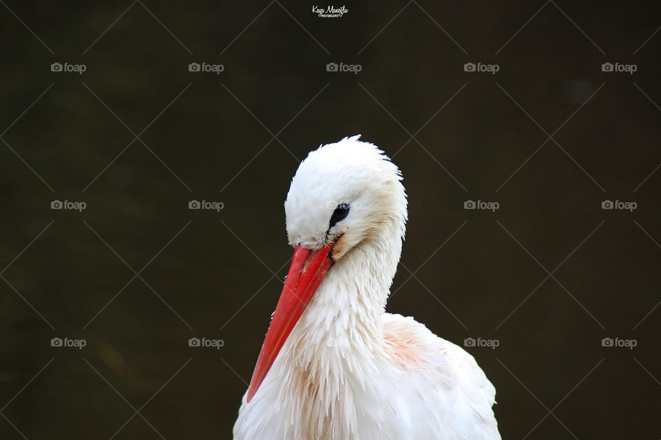 The Stork