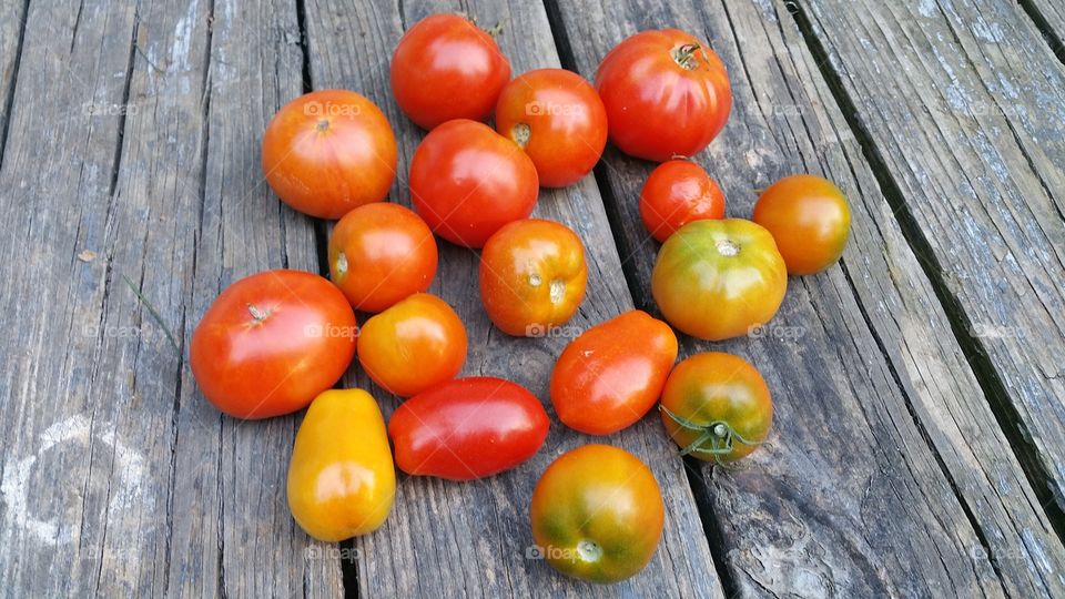 tomatoes. fresh tomatoes
