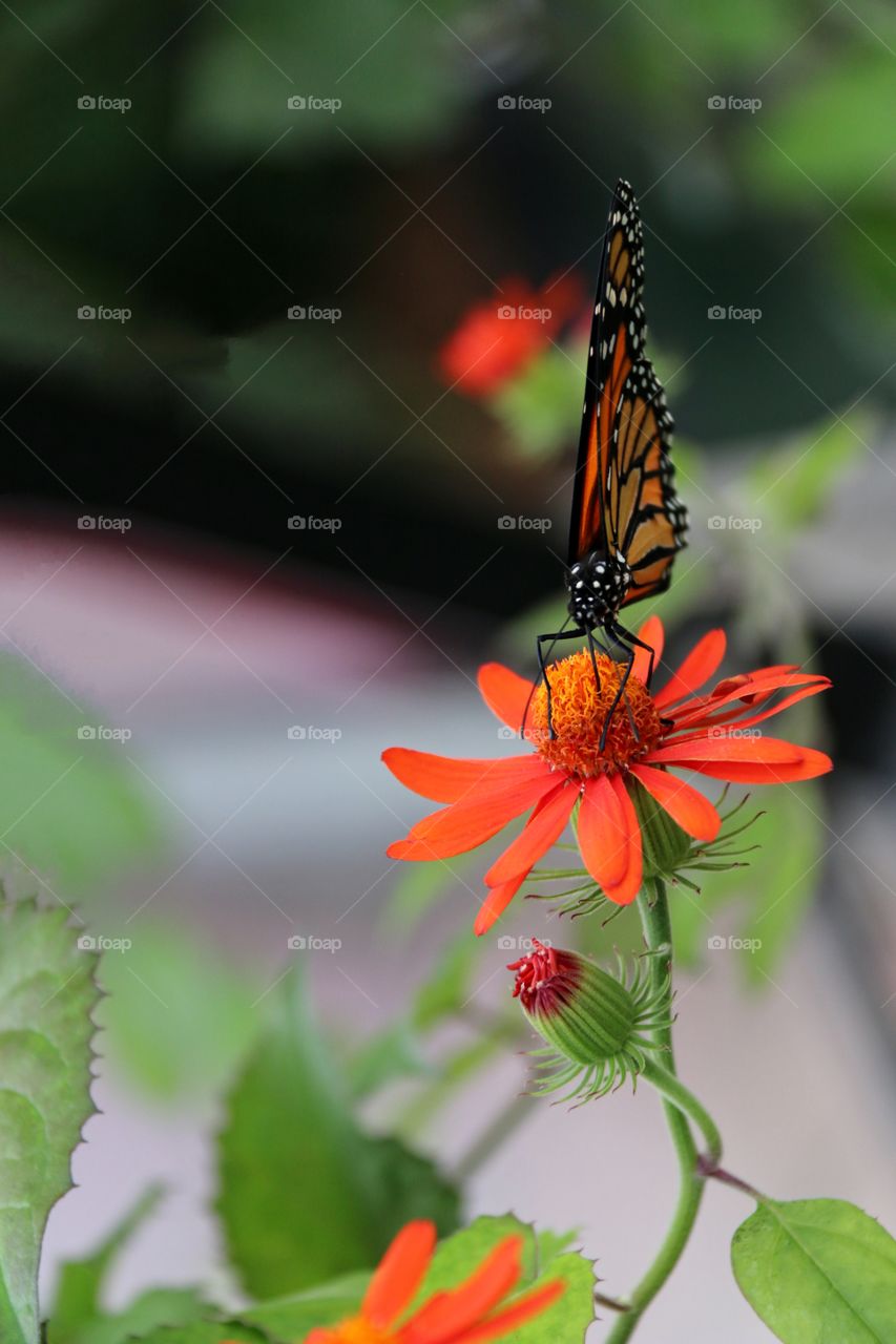 Orange and black monarch butterfly macro closeup head on front shot woman nuts folded and resting on an orange coloured zinnia flower with yellow stamen