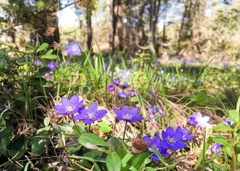 Blue flowers