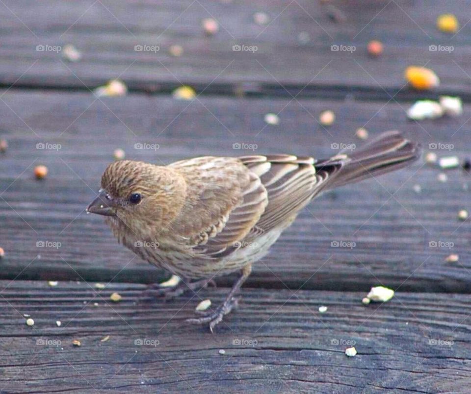 Little Finch