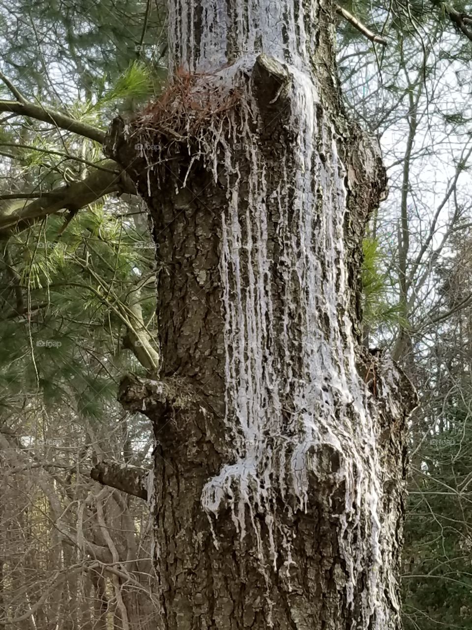 Sap on a big tree in New Jersey