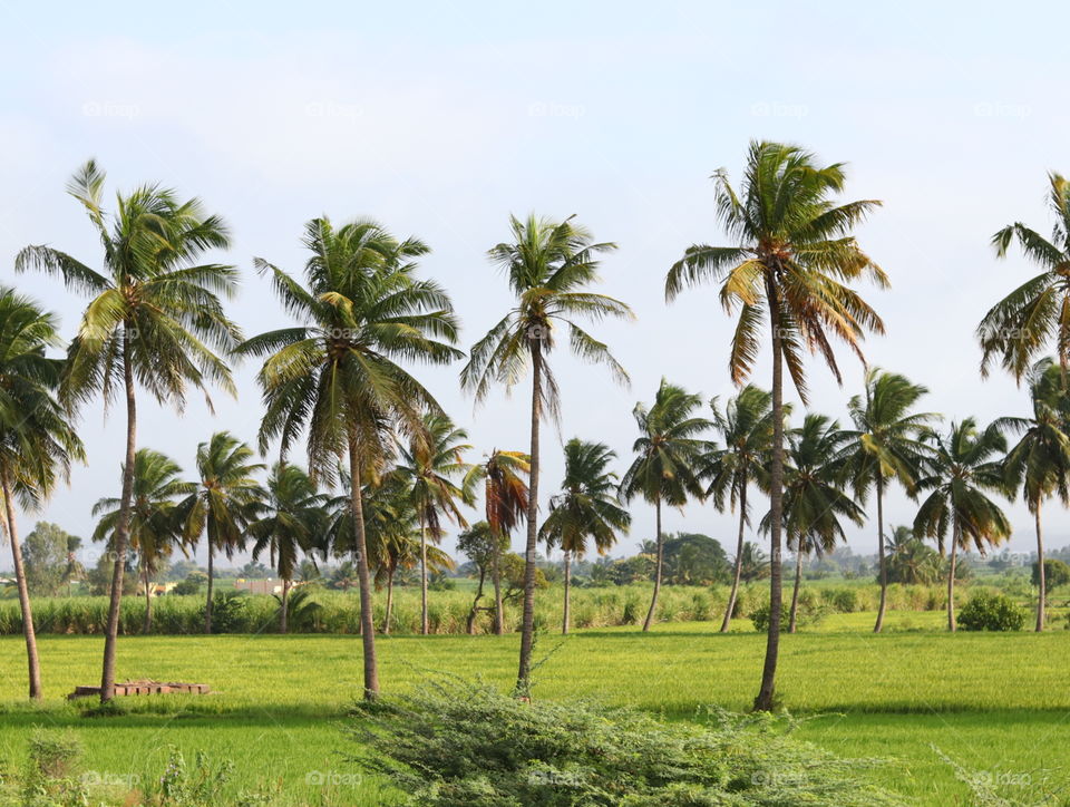 cocnut tree farm field