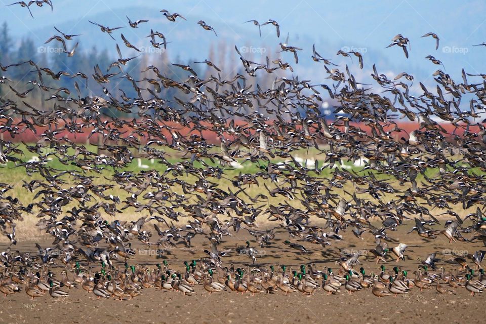 Dunlin and Mallards