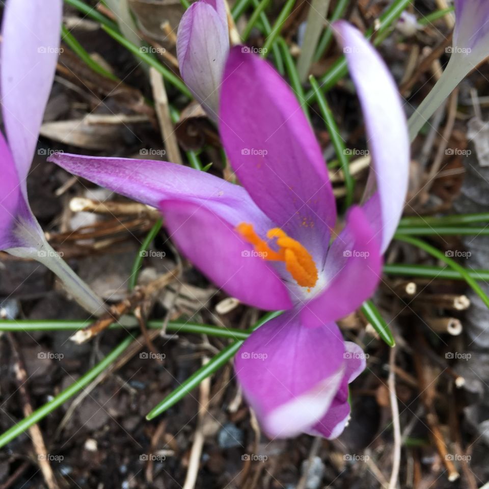 Crocus vernus/Vårkrokus