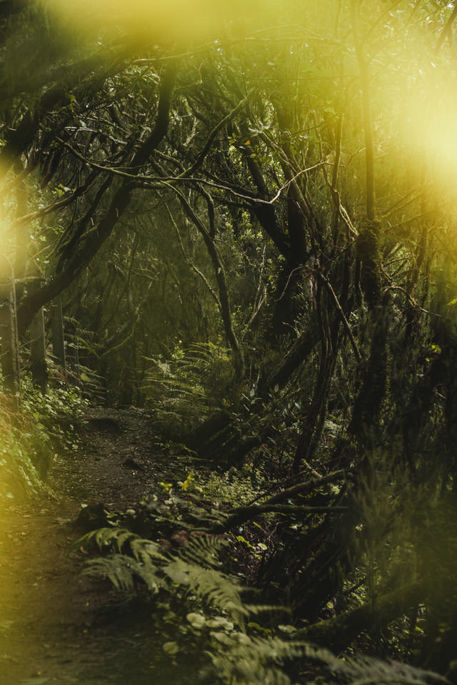 Moody jungle vibes