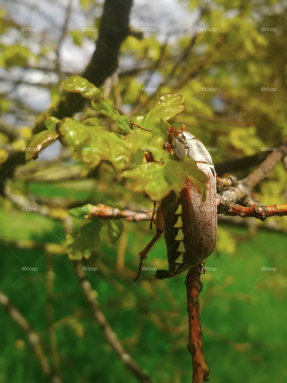 Chafer