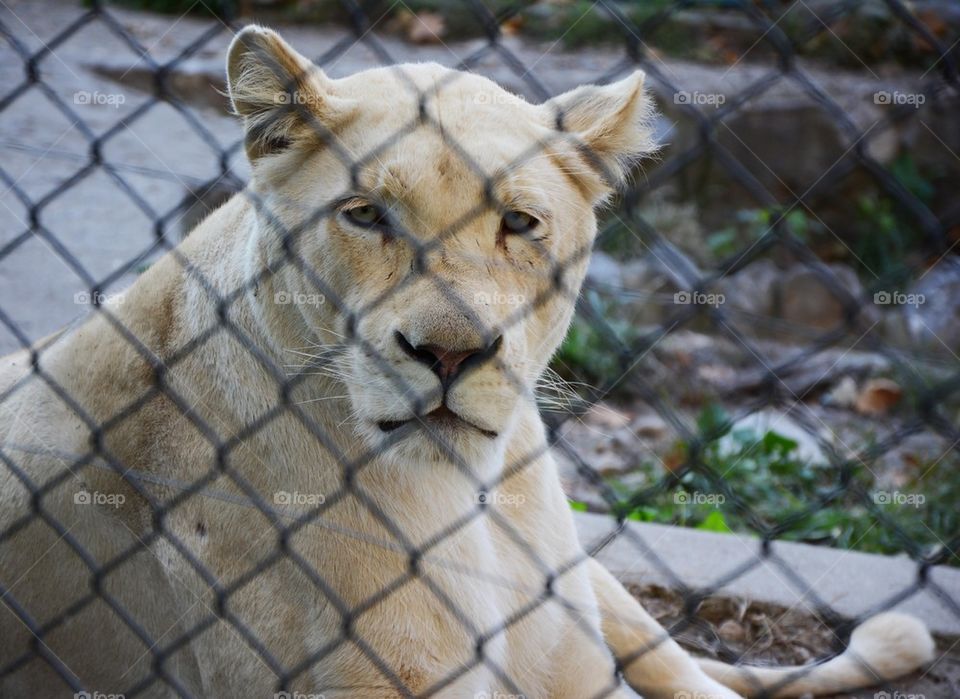 white lioness in a zoo