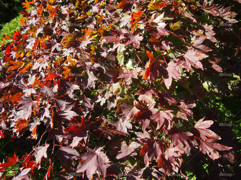 autumn misson4 westonbirt by ptrendy