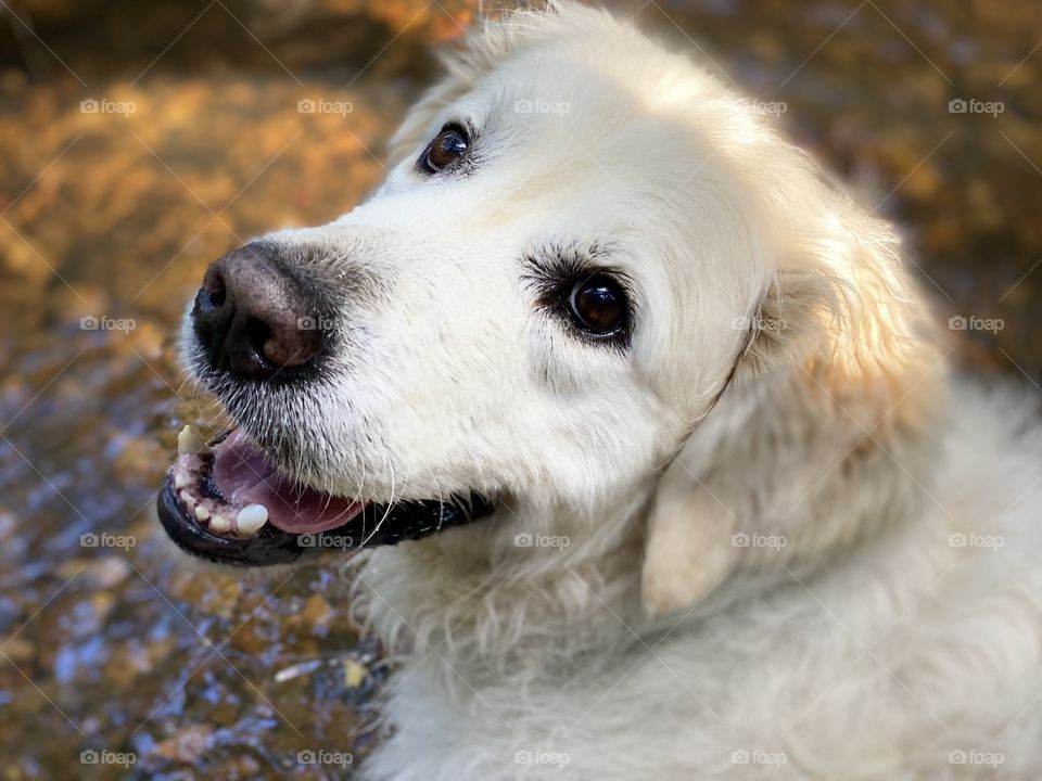 Golden Retriever in a stream 