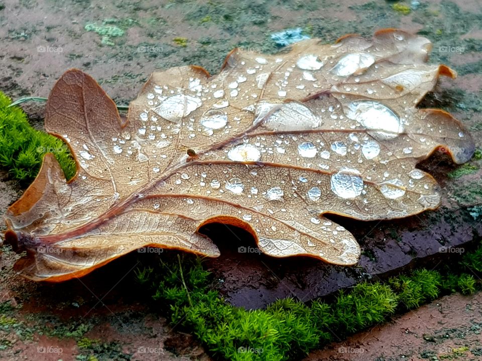 Leaf with raindrops