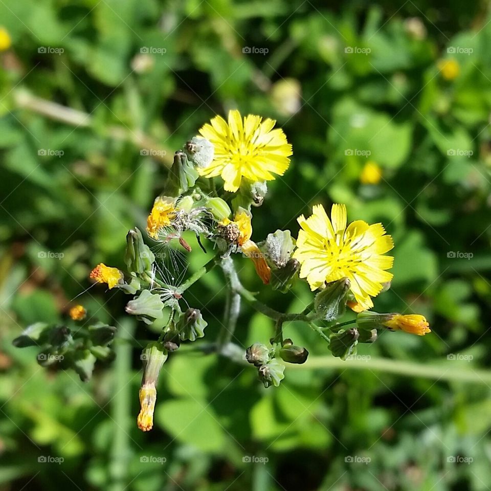 yellow wild flowers