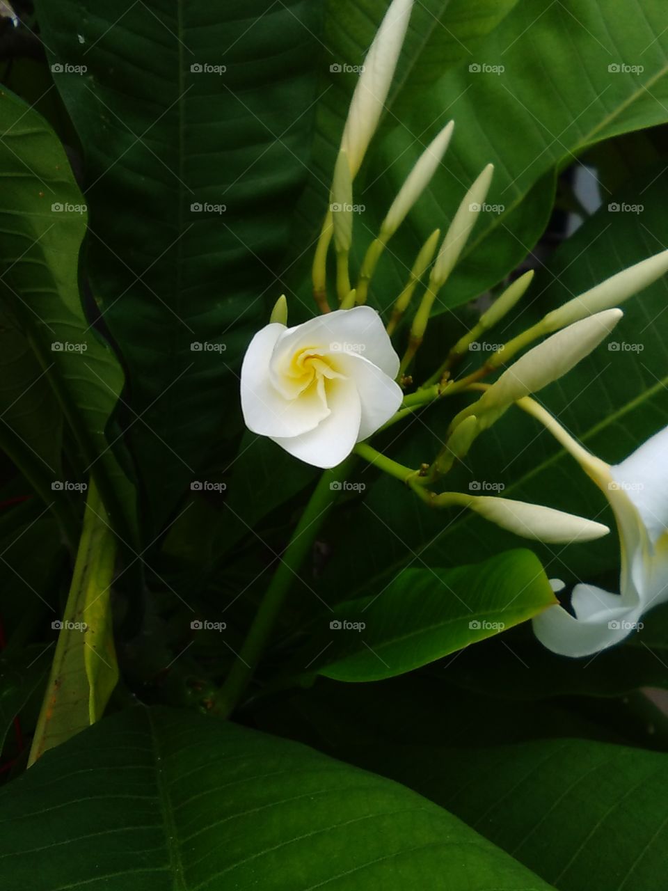 Small White Plumeria