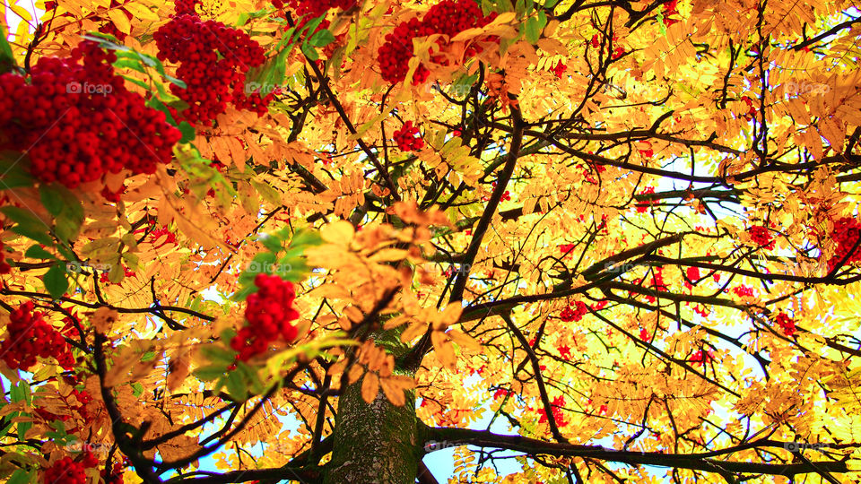 Sommer Herbst Frühling Natur Wald Blätter Bund