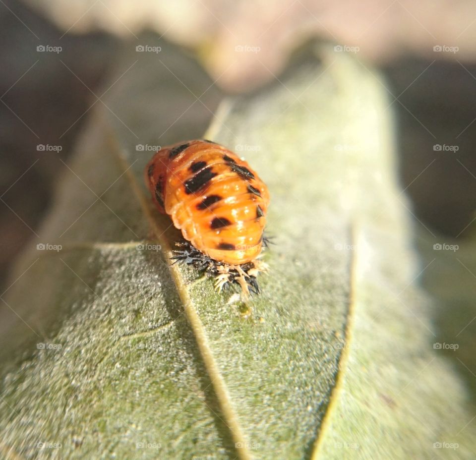 Caterpilar closeup