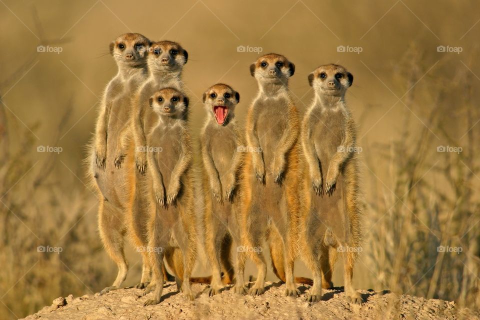 Family of Meerkat