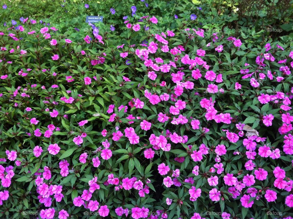 Purple Flower Garden 2. Purple flowers in full summer bloom