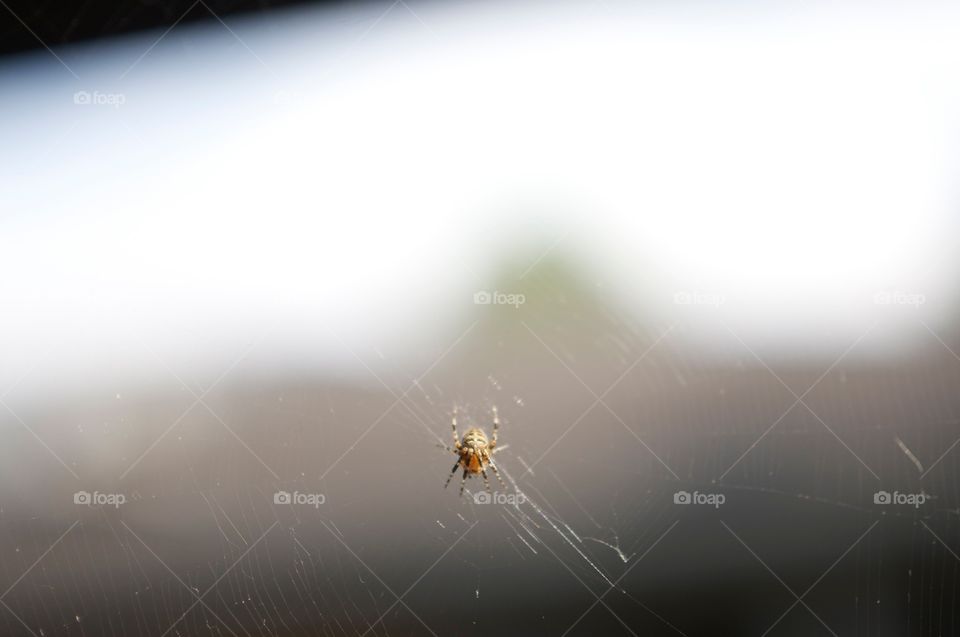The Itsy Bitsy Spider . The spider on a web up close. 