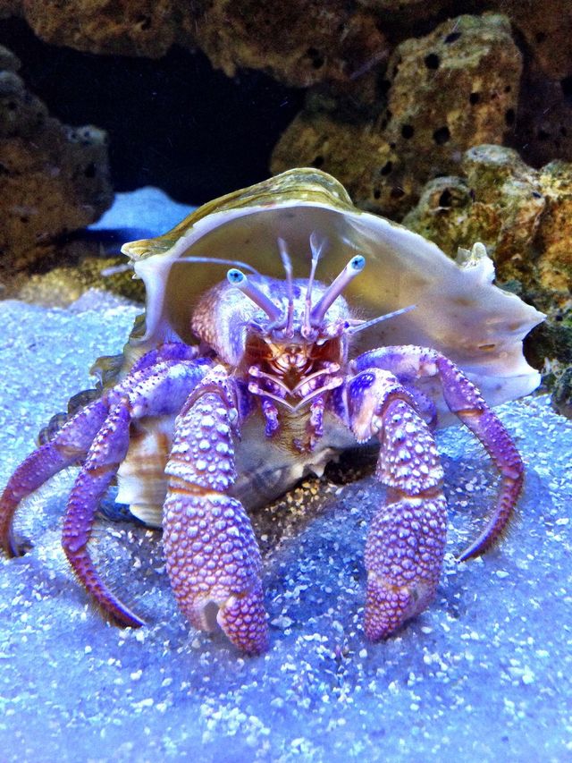 Crabby 