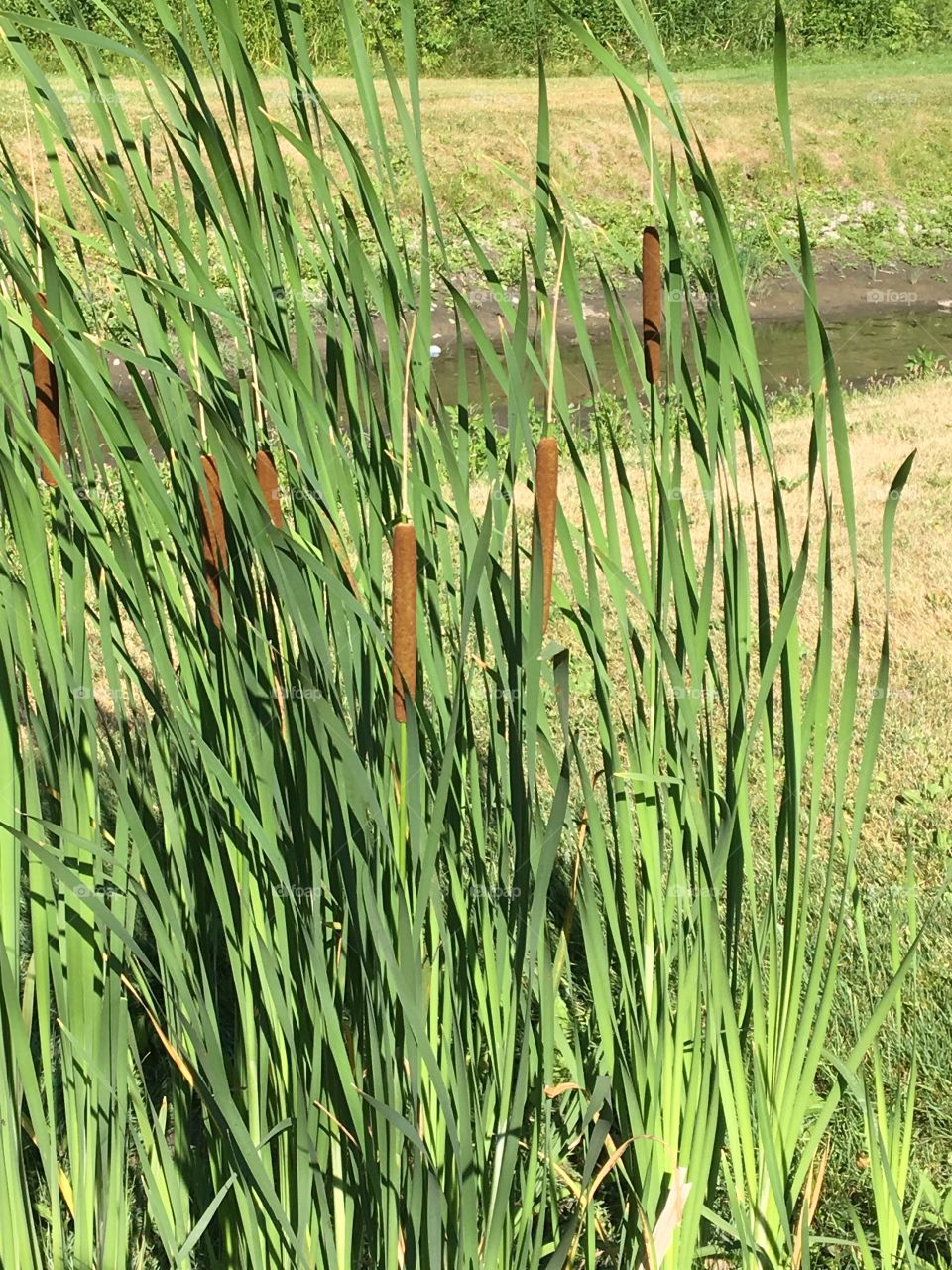 Standing Tall Cat tails 