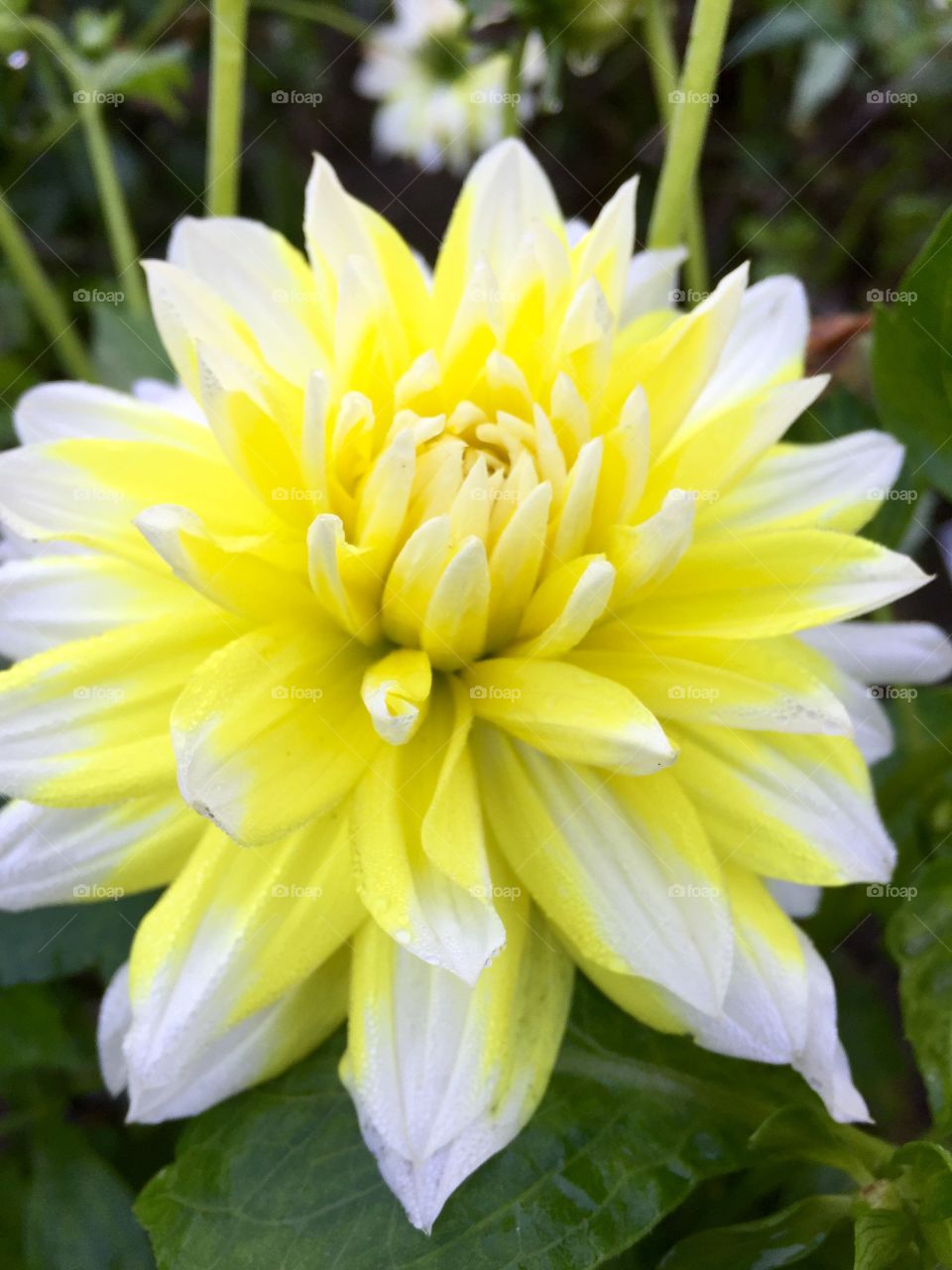 Dahlia flower blooming at outdoors