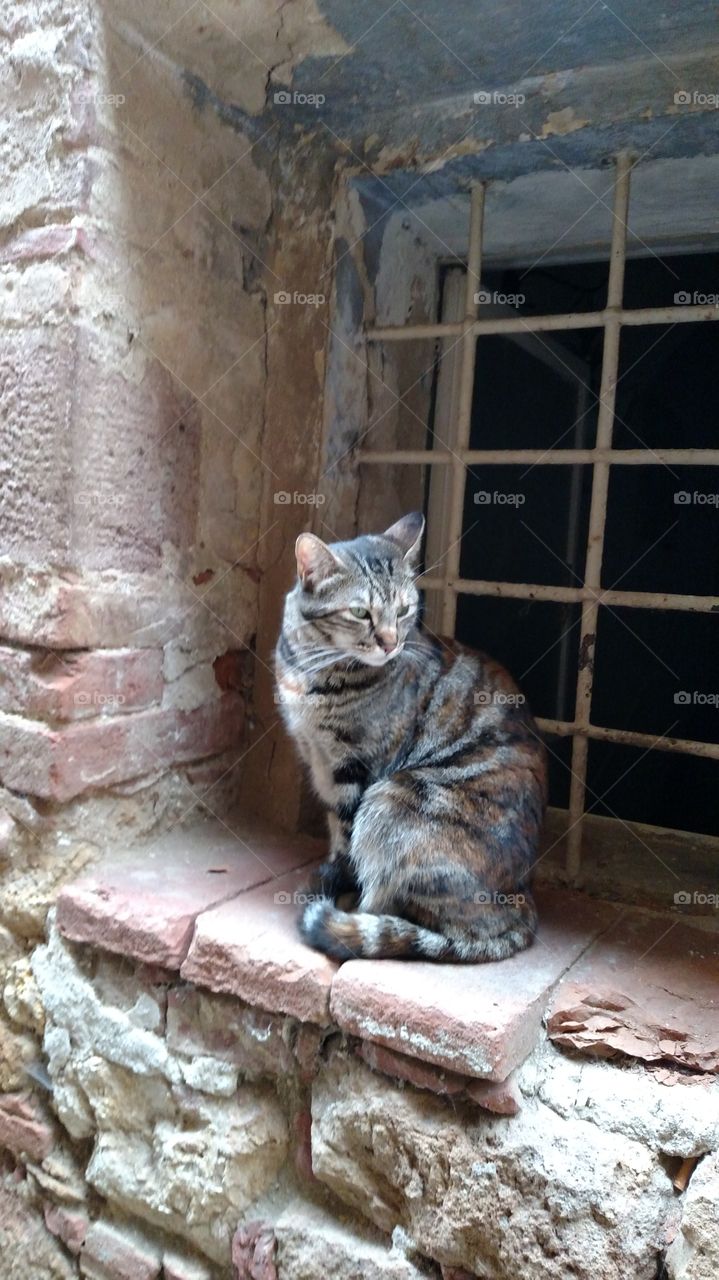 The Cat in the Window
Pienza, Italy