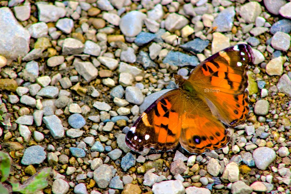 Butterfly resting.