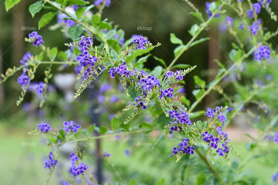 If you are ever at a loss wondering what to take a photos of, try flowers! They provide vibrant colors with wonderful detail! 