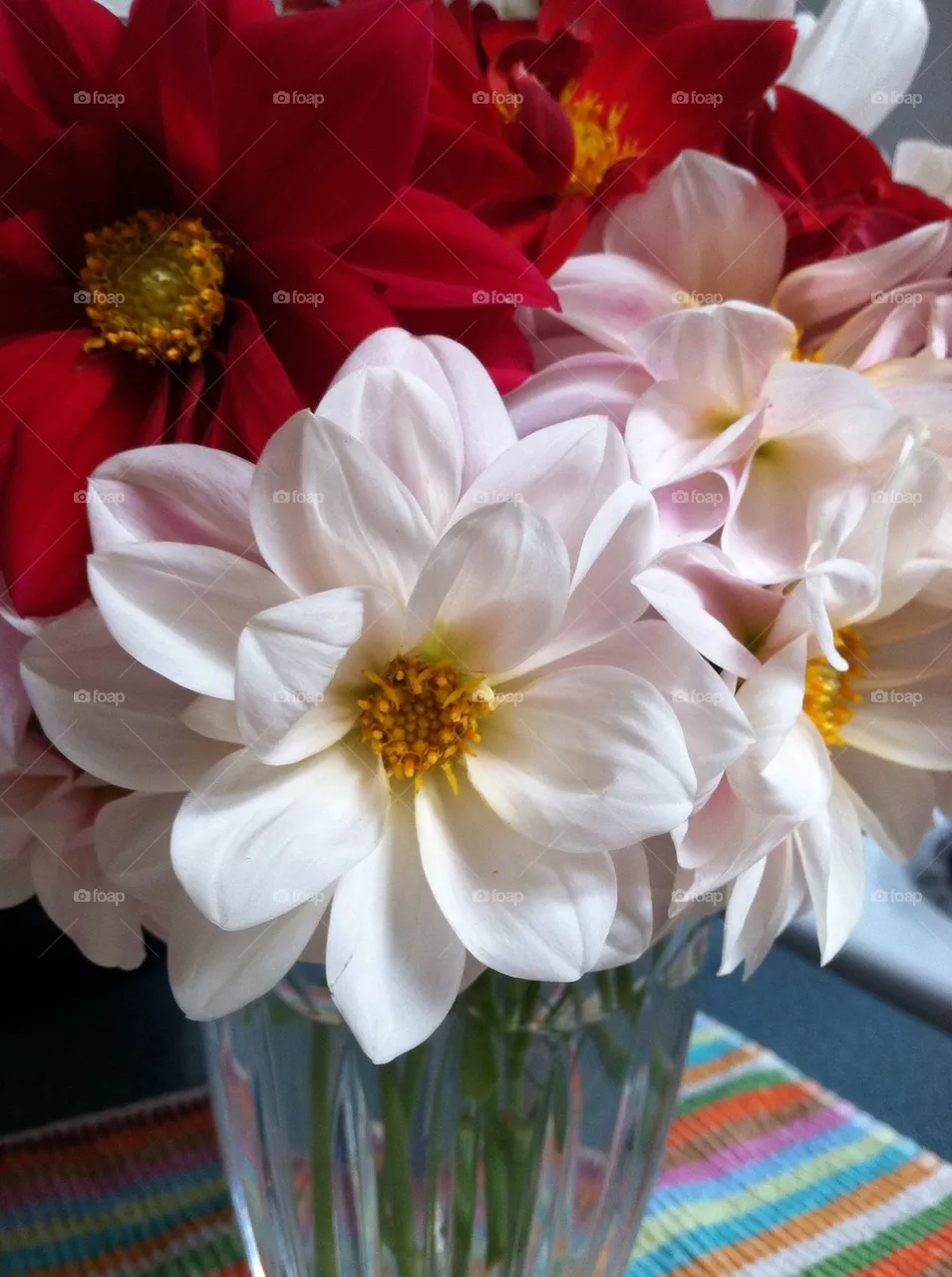 Dahlia