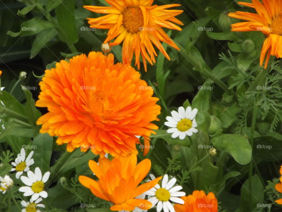 Summer Marigolds