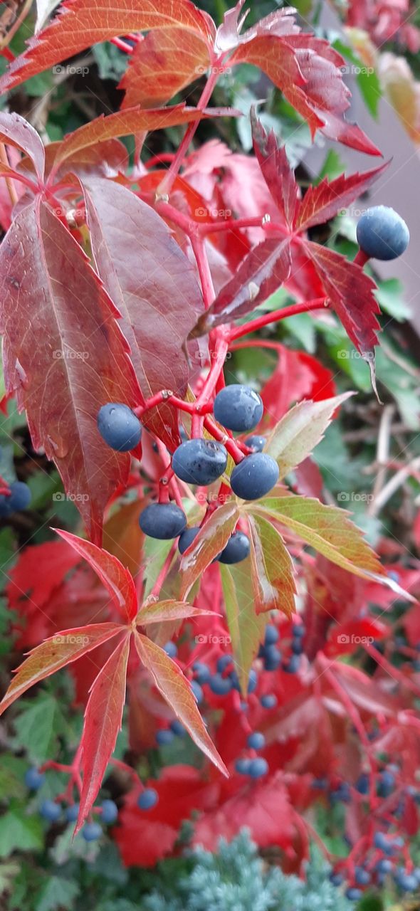 berries and red leaves