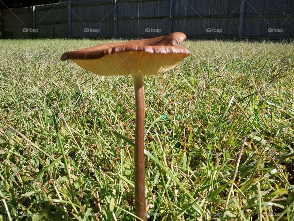 Mushroom
