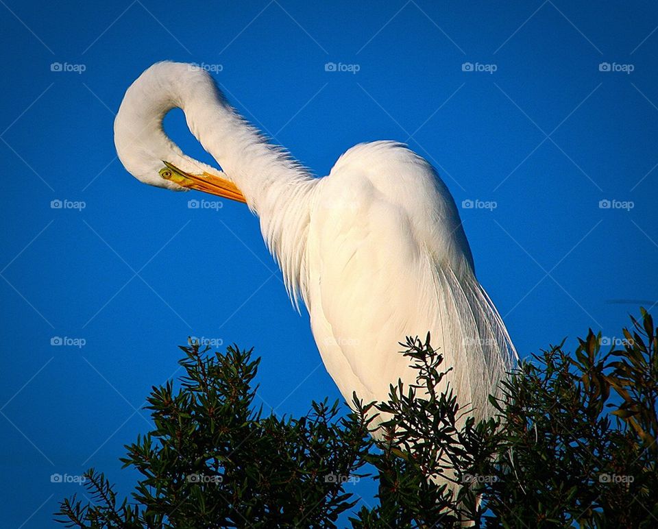 Giant Egret