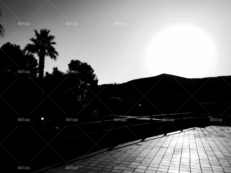 Monochrome sunset on palms and trees 