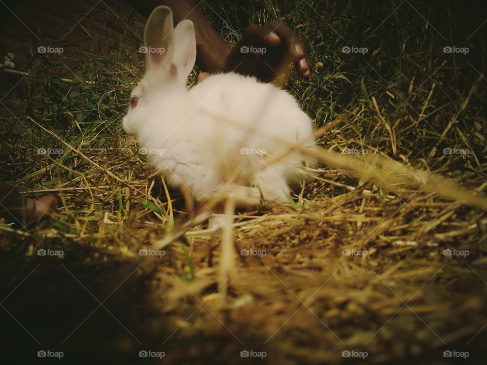 Bird, Farm, Easter, Grass, Rabbit