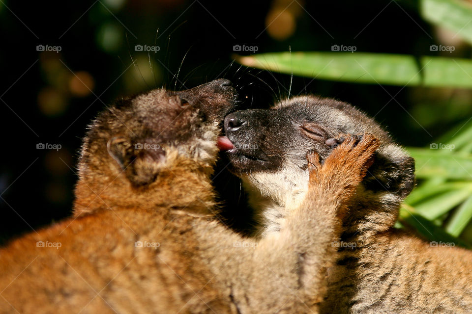 Wild and free animals - two loving lemurs brown