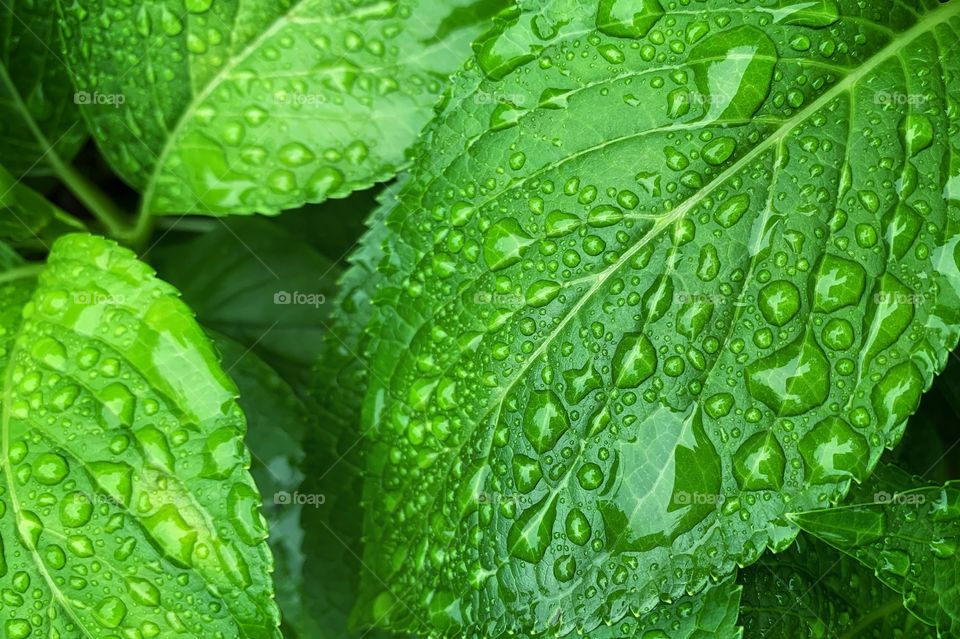 Green leaves with water drops