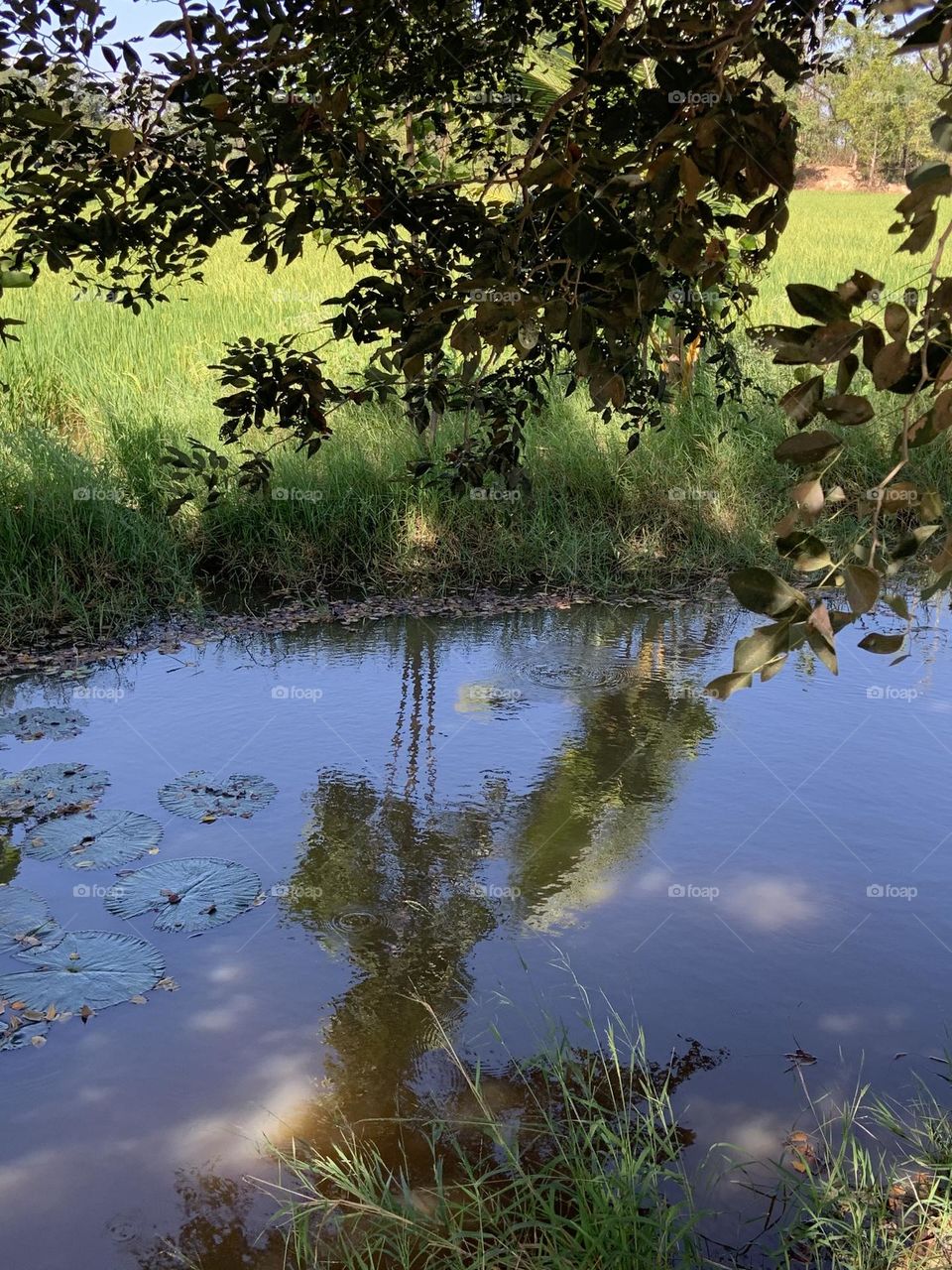 New year Resolutions , Countryside (Thailand)